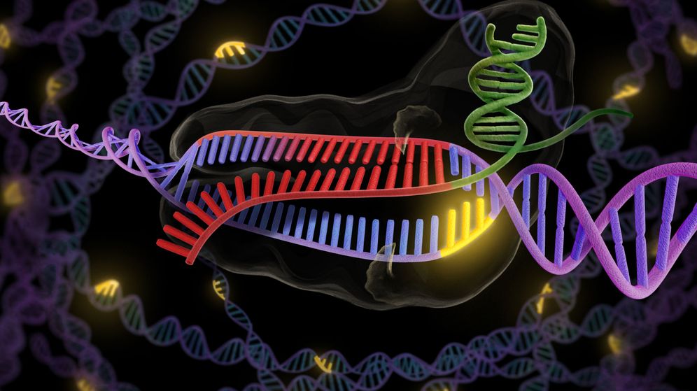 Prueban por primera vez en humanos la técnica de edición genética CRISPR Imagen-sin-titulo